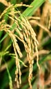 Rice grains Royalty Free Stock Photo