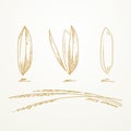 Rice grains, Sketch hand drawn