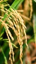 Rice grains Royalty Free Stock Photo