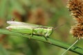 Rice grasshopper