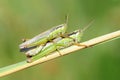 Rice grasshopper Royalty Free Stock Photo