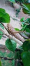 Rice grasshoppers perched on flower stalks