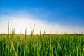 Rice green field with blue sky background