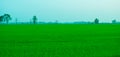 Young green grass of rice growing up in the countryside of Thailand looks fresh and beautiful. Royalty Free Stock Photo