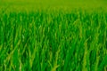 Rice green fields plantation for human food Royalty Free Stock Photo