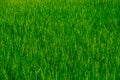 Rice green fields plantation for human food Royalty Free Stock Photo