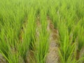 rice green and leaf backgrouns Royalty Free Stock Photo