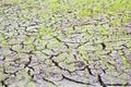 Rice growing on drought field