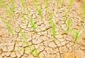 Rice growing on drought field, drought land