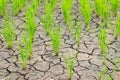 Rice growing on drought field