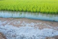 Rice field and saline soil