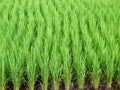 Rice growth Royalty Free Stock Photo