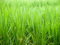 Rice growth Royalty Free Stock Photo