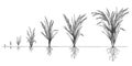 Rice growth. Plant crop growing cycle. Sketch life stages of farm cereal. Hand drawn spikelets in soil. Grains increase