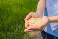 Rice on hand, brown rice