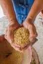 Rice on hand,farmer