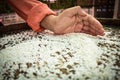 Rice in the hands of farmers