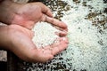 Rice in the hands of farmers