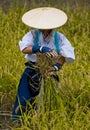 Rice harvest Royalty Free Stock Photo