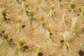 Rice harvest Royalty Free Stock Photo