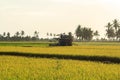 rice harvest. Royalty Free Stock Photo