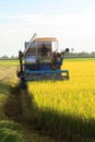 rice harvest. Royalty Free Stock Photo