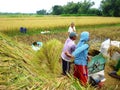 Rice harvest in Indonesia