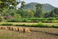 Rice harvest in rural India. Rice paddies, Indian countryside