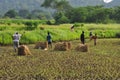 Rice harvest in rural India. Rice paddies, Indian countryside Royalty Free Stock Photo