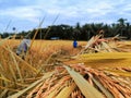 Rice harvest season agriculture Philippines rice fields farmers nature crop Royalty Free Stock Photo