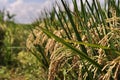 The rice harvest season in early summer in the Java Royalty Free Stock Photo