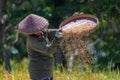 Rice harvest in Tegalagang rice terraces