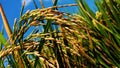 rice harvest time for life