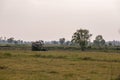 The rice harvest tractor is operating on the rice farm with the many white birds hunting the small insect on the ground in the