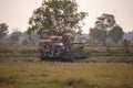 The rice harvest tractor is operating on the rice farm with the many white birds hunting the small insect on the ground in the