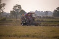 The rice harvest tractor is operating on the rice farm with the many white birds hunting the small insect on the ground in the