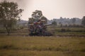 The rice harvest tractor is operating on the rice farm with the many white birds hunting the small insect on the ground in the