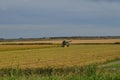 Rice harvester at work harvesting rice in the Po River Delta, Italy