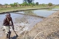 Rice harvesting