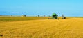 Rice harvesting Royalty Free Stock Photo
