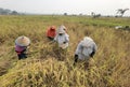 Rice harvesting activities of the Senaung village community, using harvest