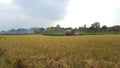 Rice harvesting machines on agricultural land