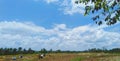 rice harvesting process in Lampung, Indonesia