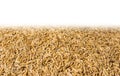 Rice hulls Royalty Free Stock Photo