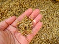 Rice husk on hand Royalty Free Stock Photo