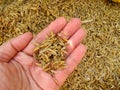 Rice husk on hand