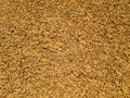 Rice husk or rice hulls use for various purpose. It is the hard coating of rice closeup Royalty Free Stock Photo