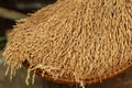 Rice in the husks, paddy, unmilled rice in wicker bamboo basket, (Shallow Dof). Royalty Free Stock Photo