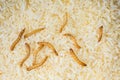 Rice infected flour worms. Insects in food.