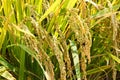 rice is infected by fungus disease